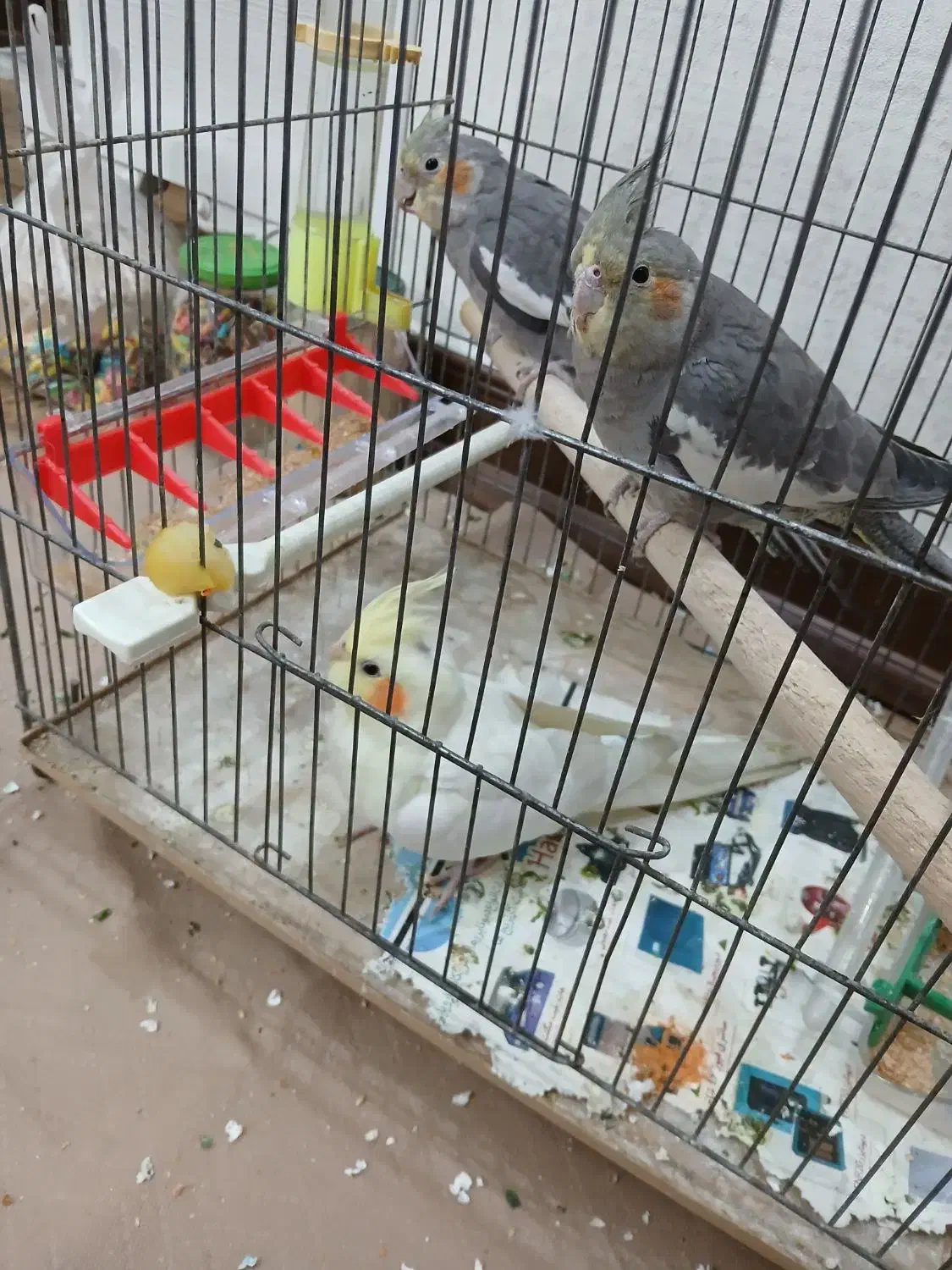 طوطی هلندی|پرنده|ملارد, |دیوار