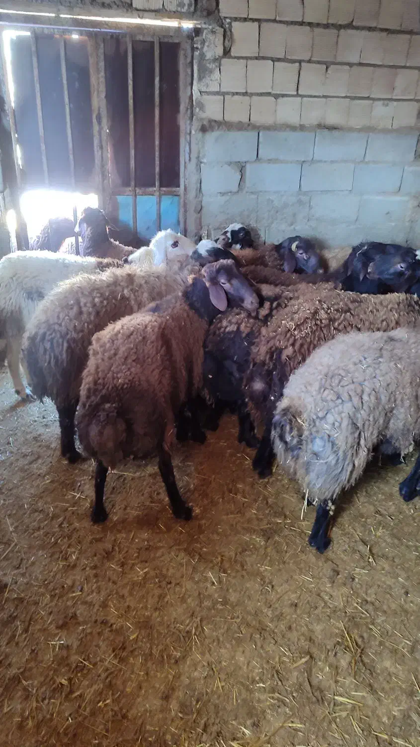 بره نر|حیوانات مزرعه|سیلاخور, |دیوار