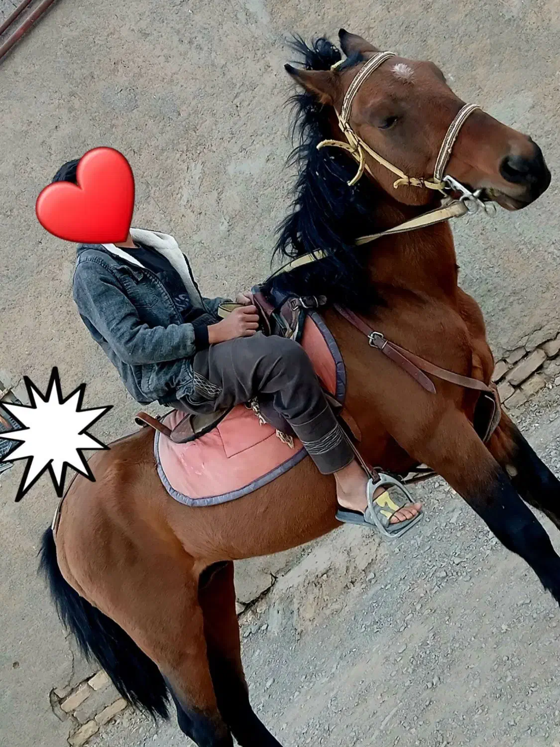 اسب|اسب و تجهیزات اسب‌سواری|مشهد, ثامن|دیوار