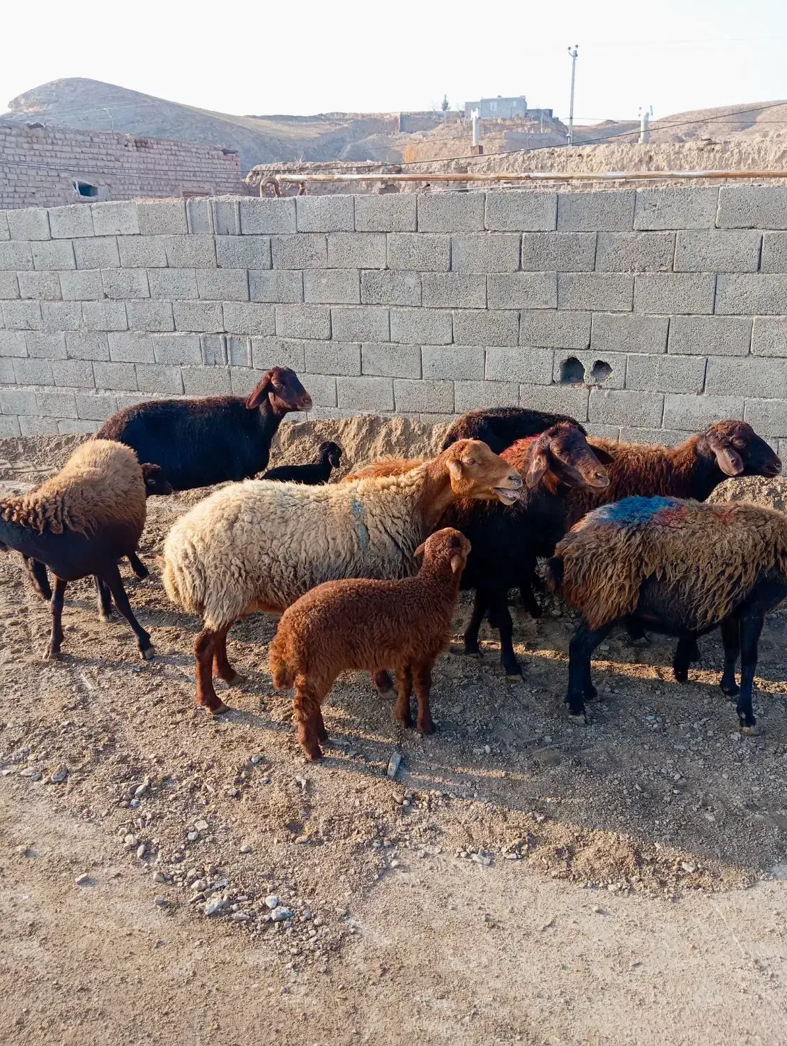 میش زاییده|حیوانات مزرعه|تربت جام, جامرود|دیوار