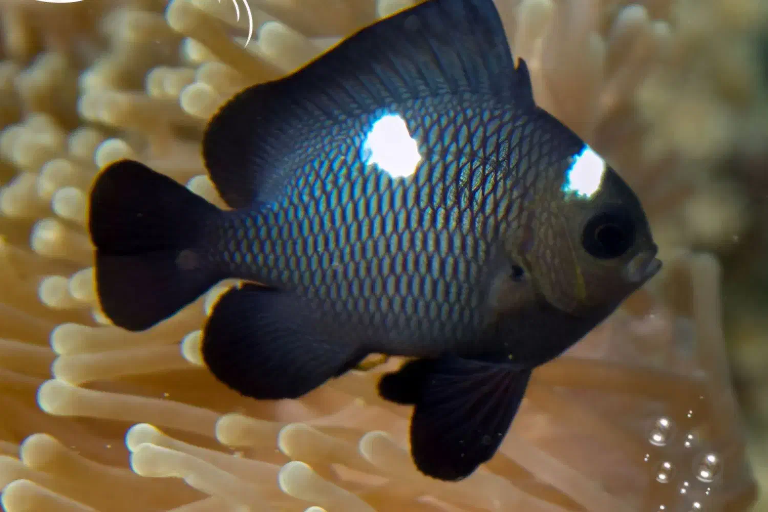 ابشوردامسل ۳ خال|ماهی|تهران, جوادیه تهرانپارس|دیوار