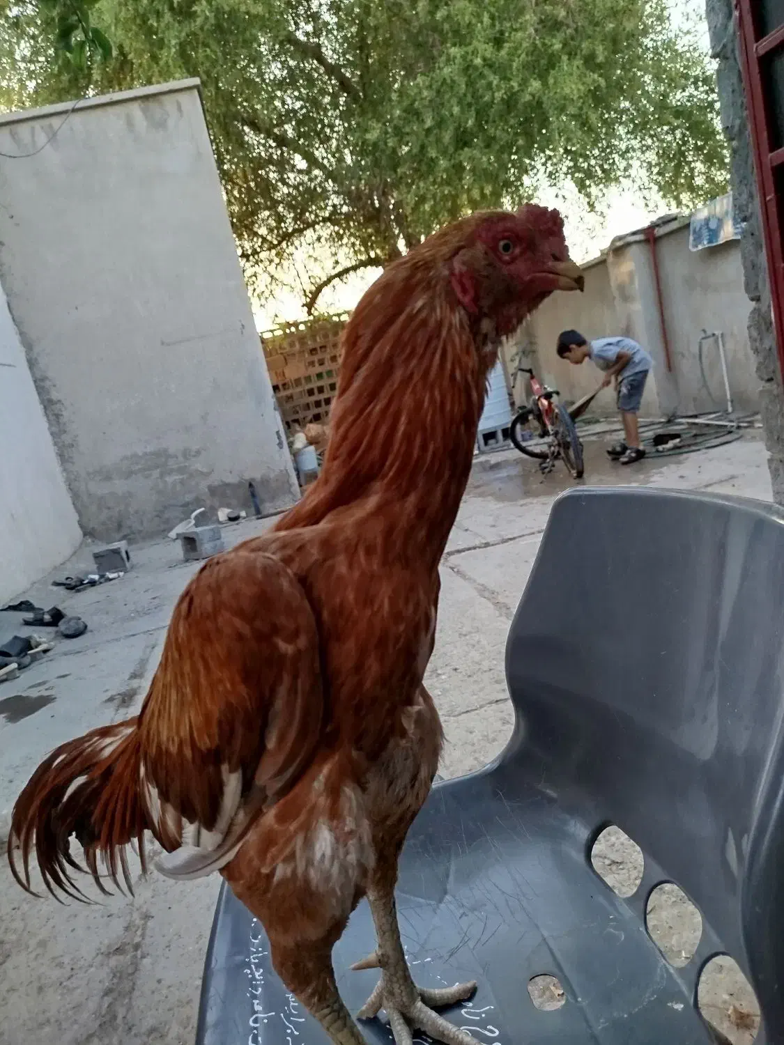 خروس|حیوانات مزرعه|میناب, |دیوار