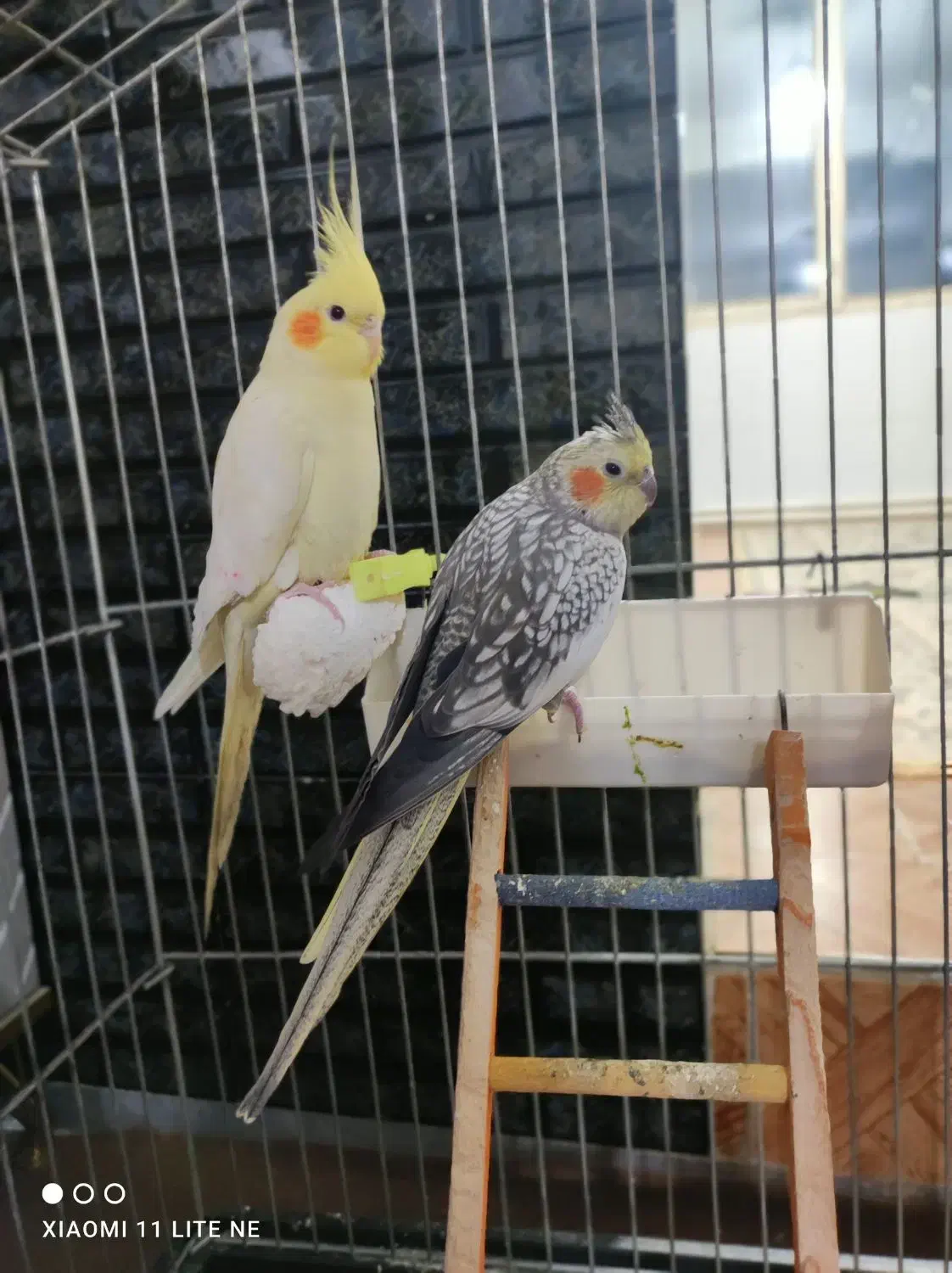 طوطی معاوضه با کفتر|پرنده|الوند, |دیوار