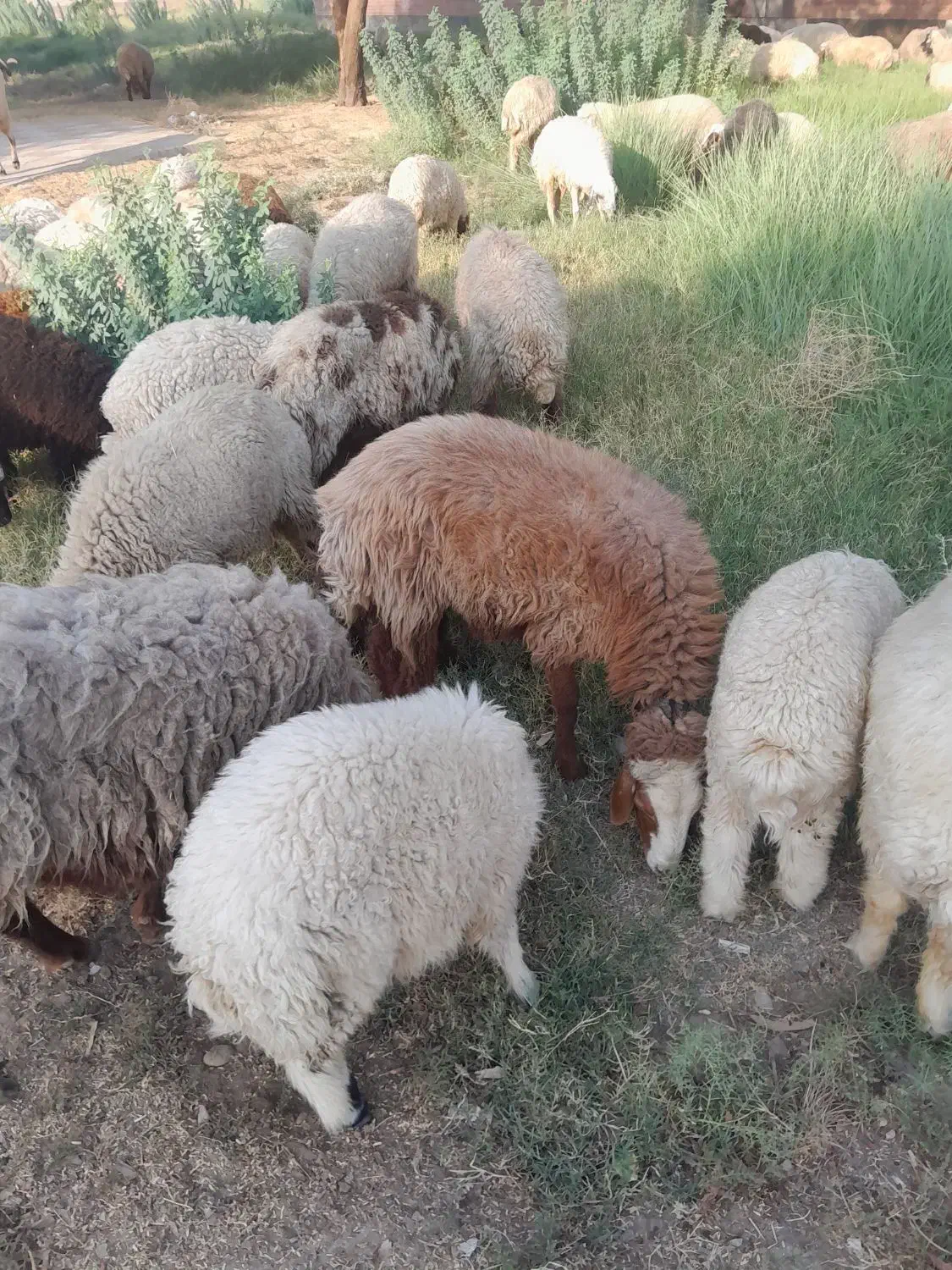 گله میش ۱۳۵ تایی|حیوانات مزرعه|شیراز, شاهچراغ|دیوار