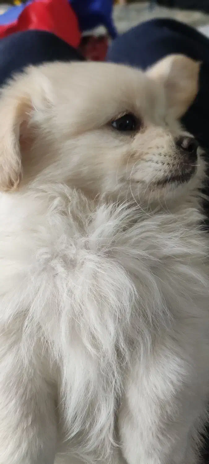 واگذاری توله پامر مادر اوکراینی پدر خرسی|سگ|رباطکریم, نصیرشهر|دیوار