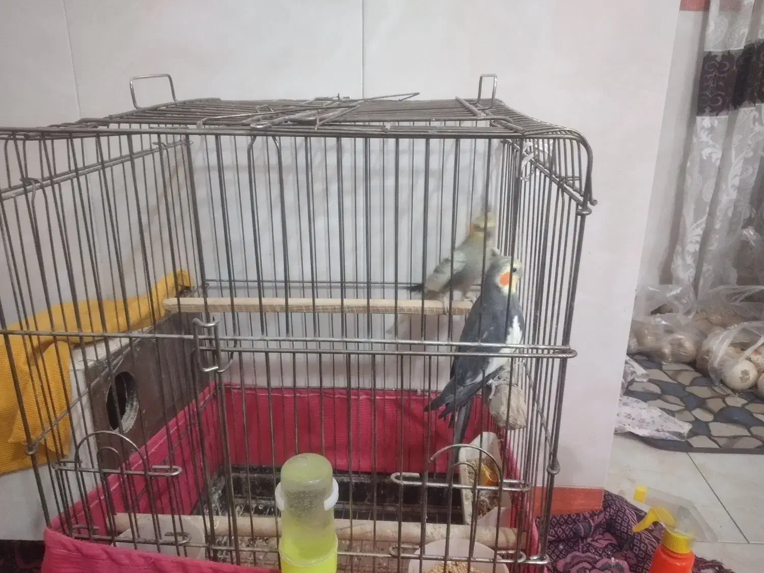 عروس هلندی|پرنده|پاکدشت, پاکدشت (مامازند)|دیوار