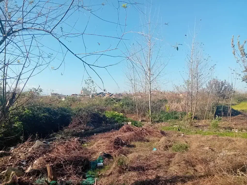 فروش فوری زمین مسکونی نسق  احمدگوراب رشت)|فروش زمین و ملک کلنگی|رشت, احمد گوراب|دیوار