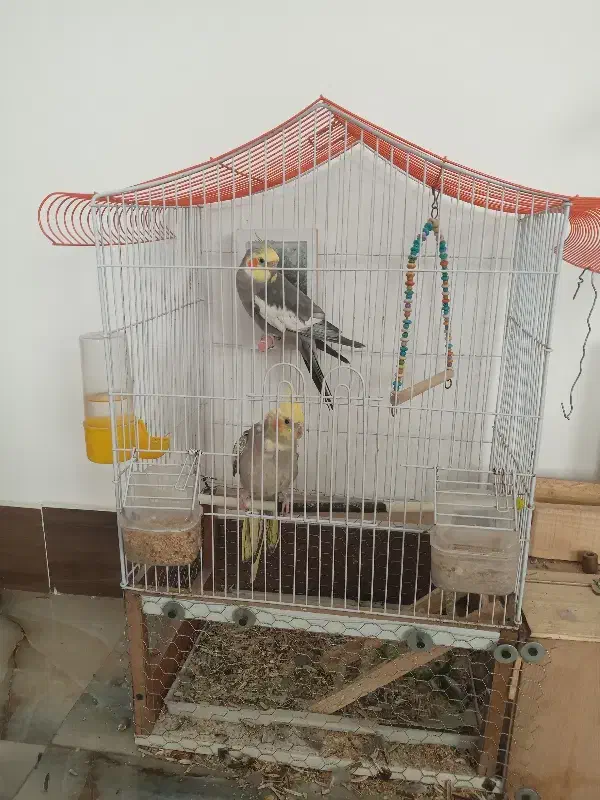 عروس هلندی|پرنده|نکا, |دیوار