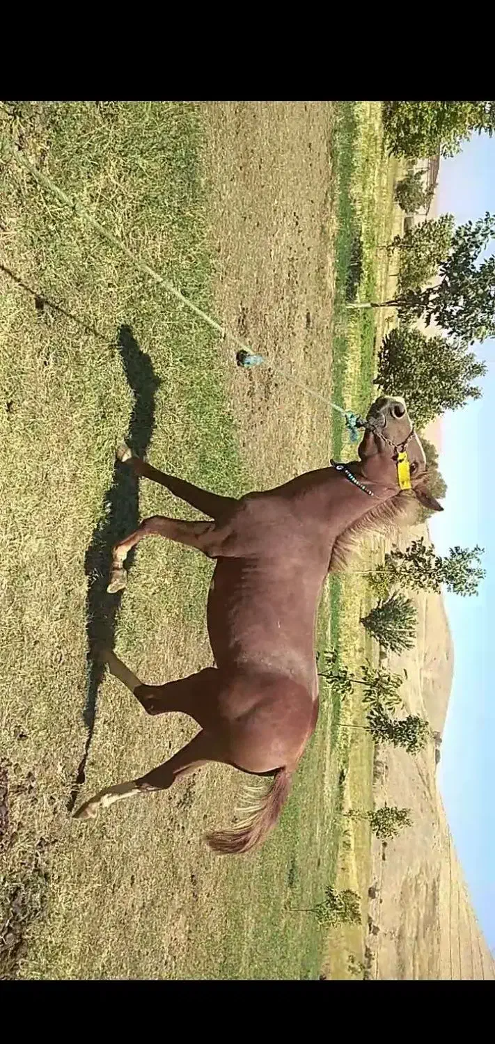 اسب نریان|اسب و تجهیزات اسبسواری|ازنا, |دیوار