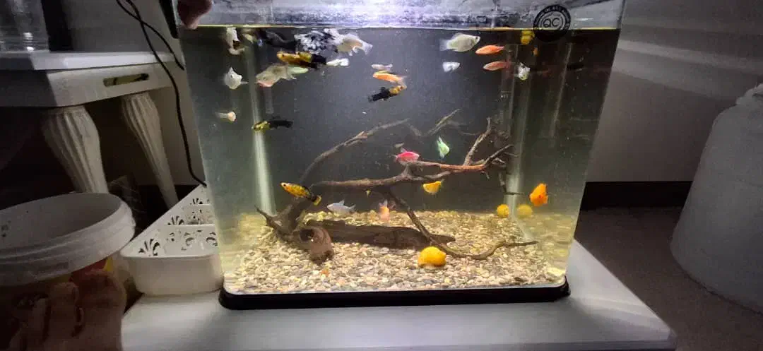 ماهی زینتی|ماهی|لاهیجان, آهندان|دیوار