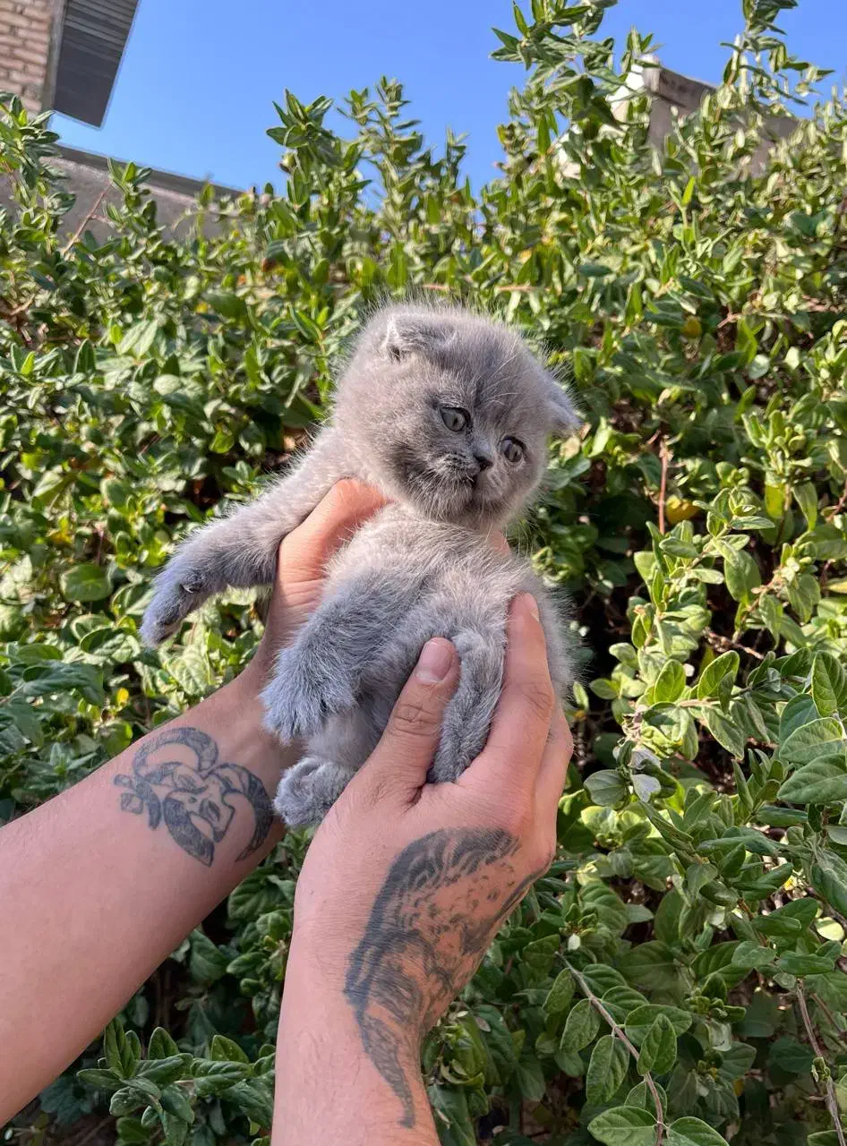 اسکاتیش فولد|گربه|نیشابور, پاستور|دیوار