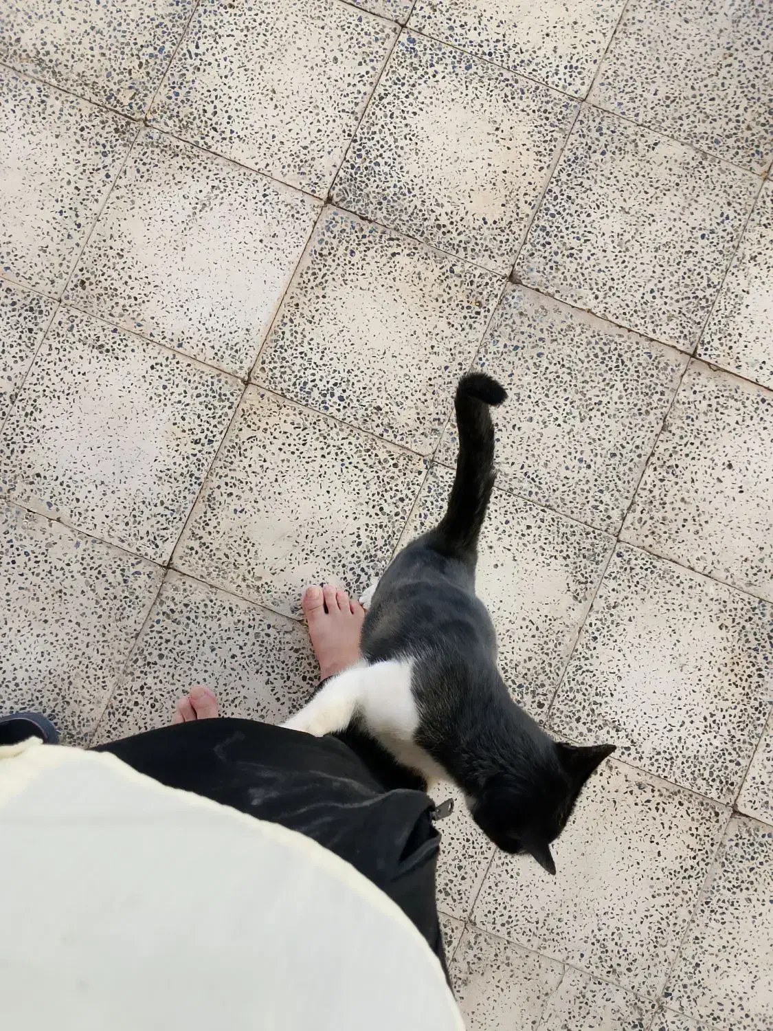 گربه خانگی|گربه|تربت‌حیدریه, بالا ولایت|دیوار