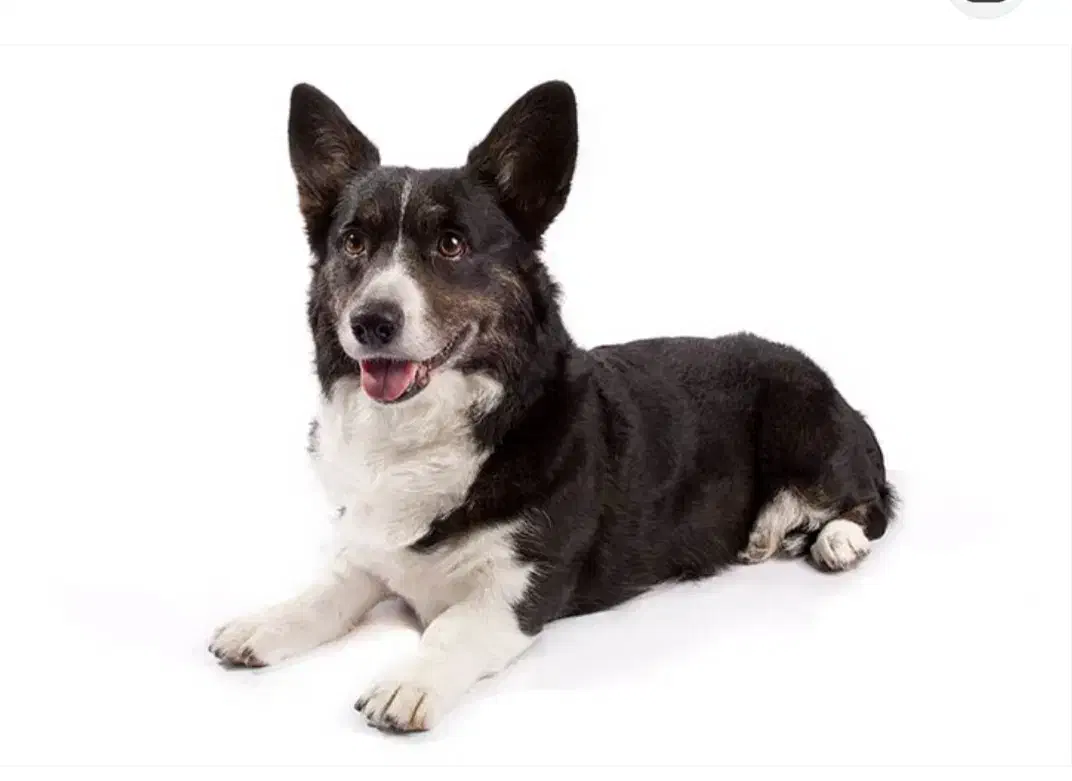 پیداشده سگ|سگ|ارومیه, |دیوار