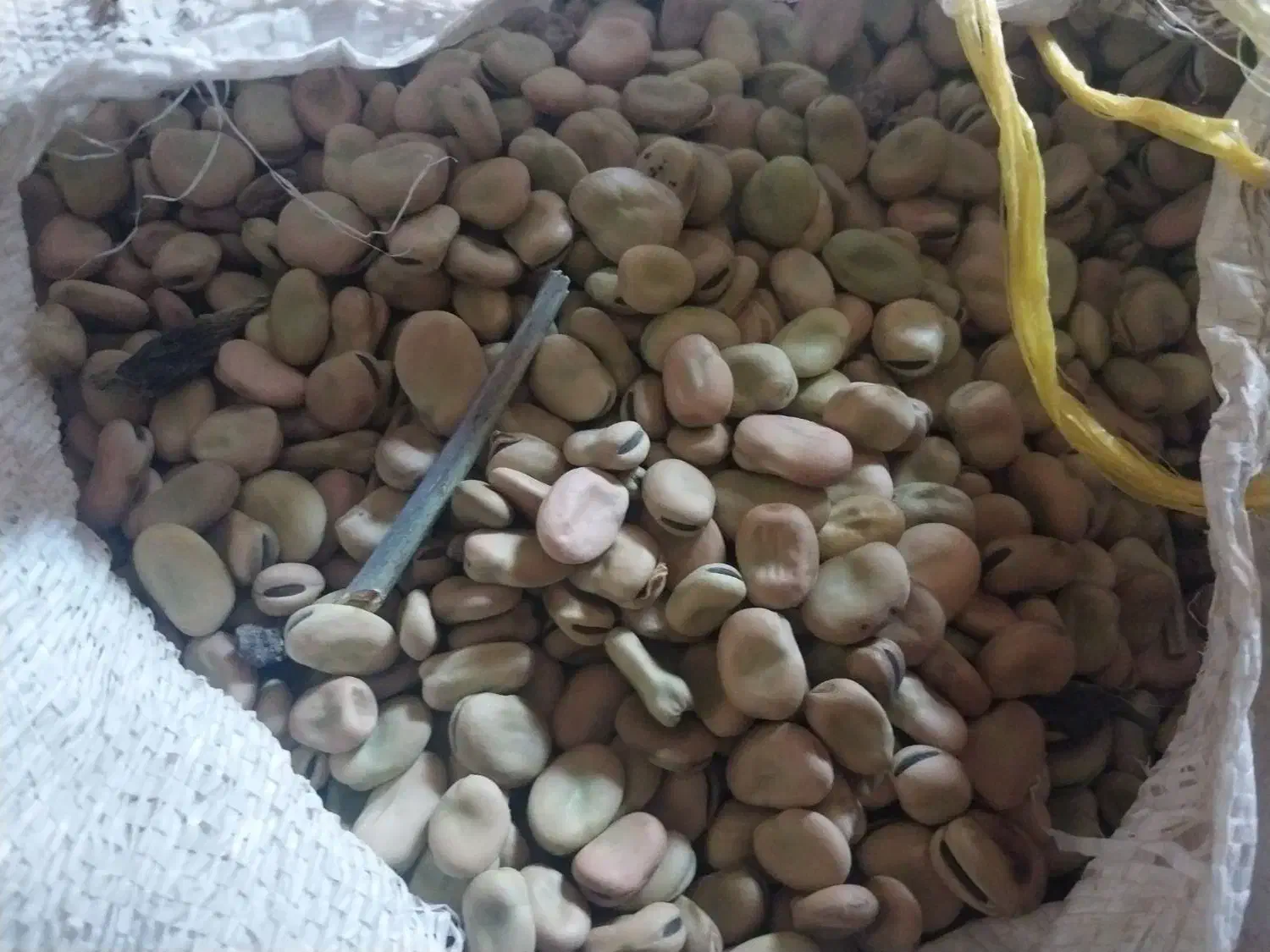 باقلا|عمده‌فروشی|سراب, |دیوار