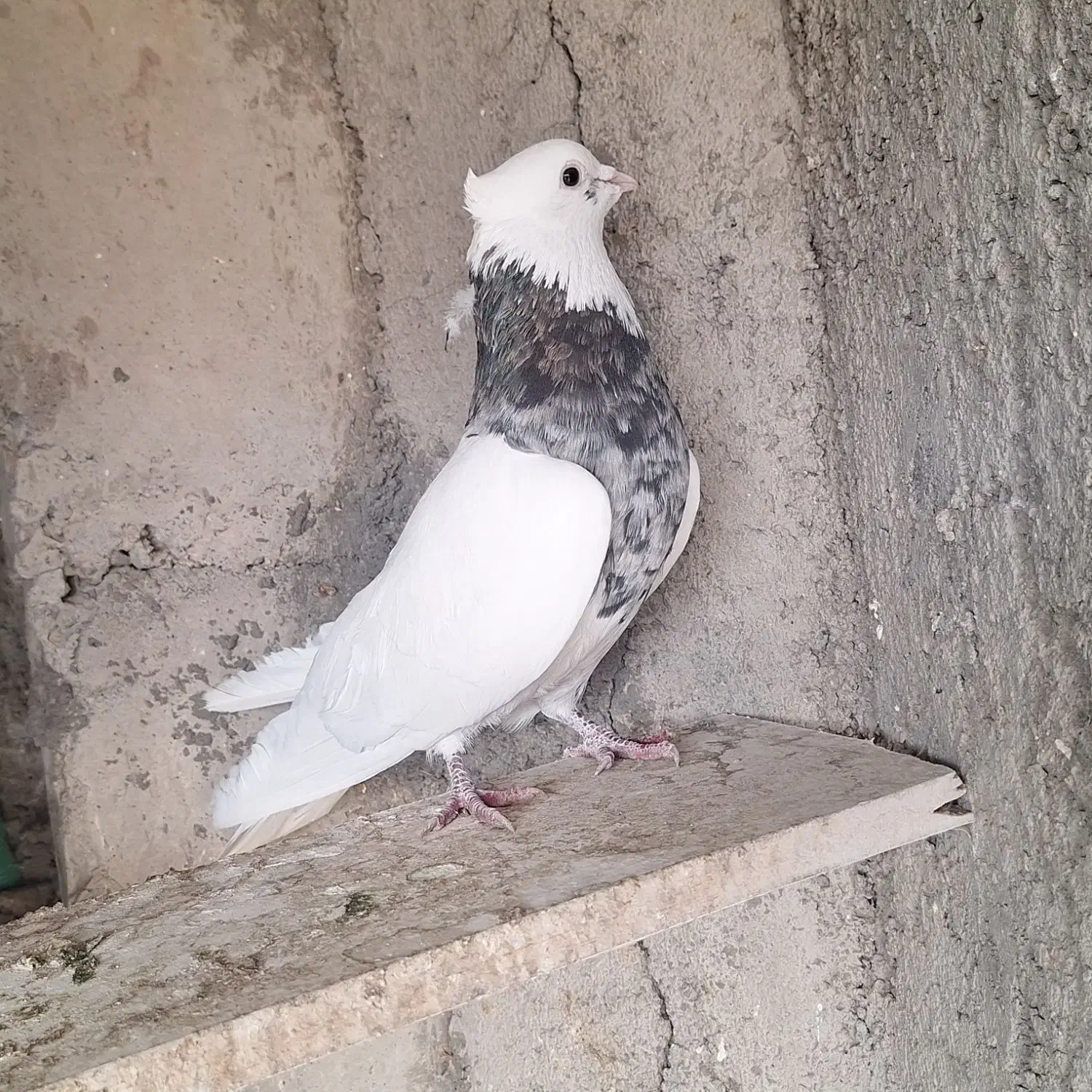 دو جفت طوقی|پرنده|مبارکه, |دیوار