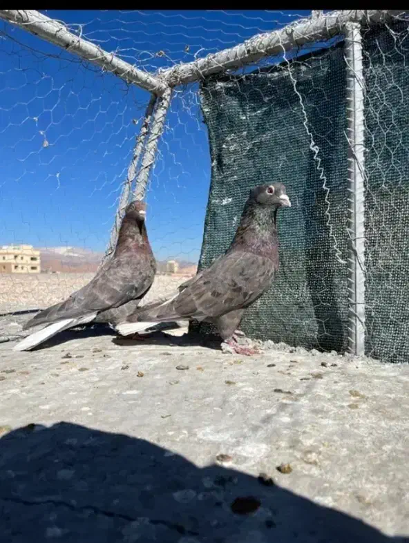 هفت رنگ دم سفید  نر|پرنده|تربت‌حیدریه, پائین ولایت|دیوار