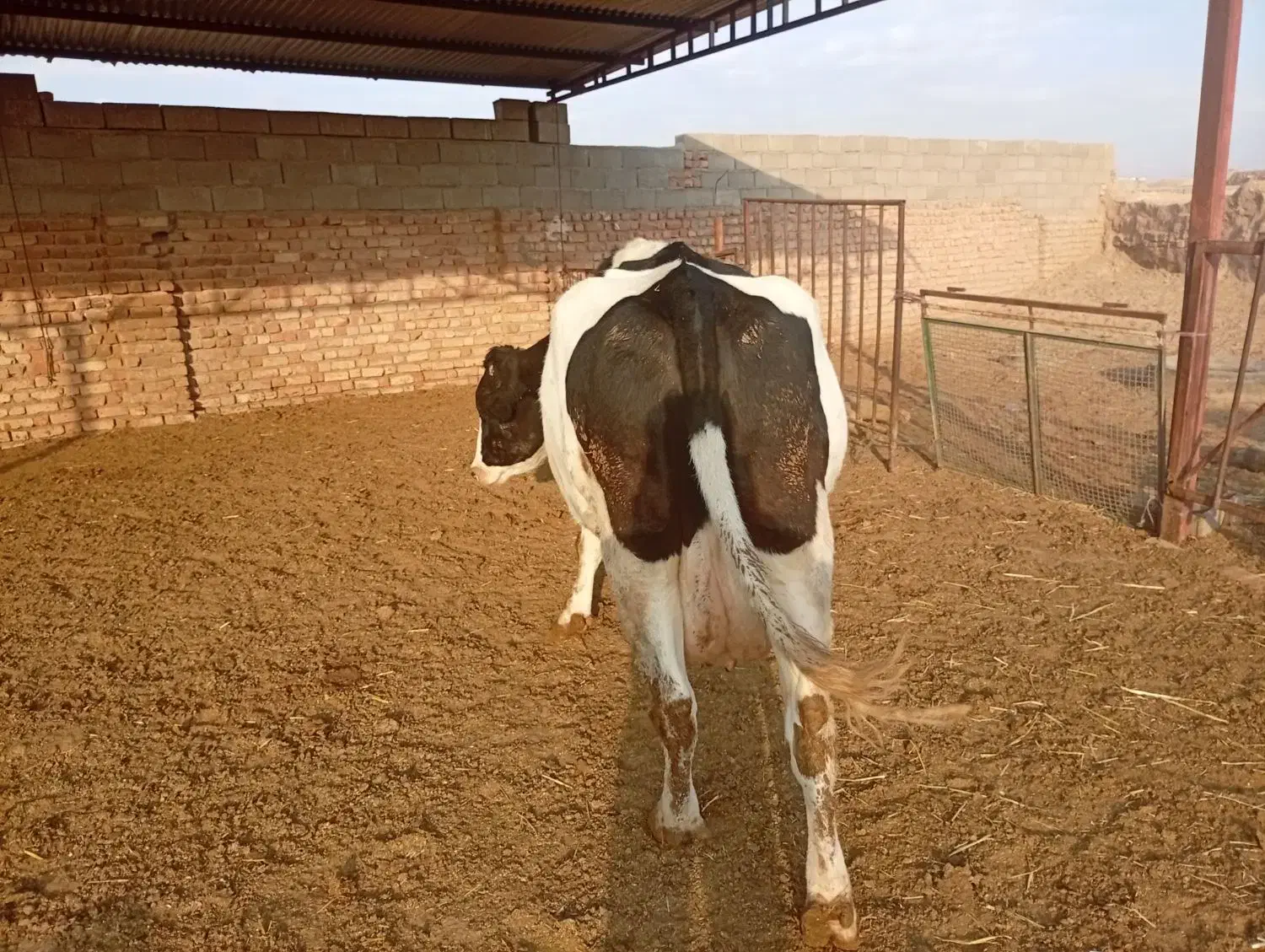 گاوشیری|حیوانات مزرعه|طاغنکوه, |دیوار