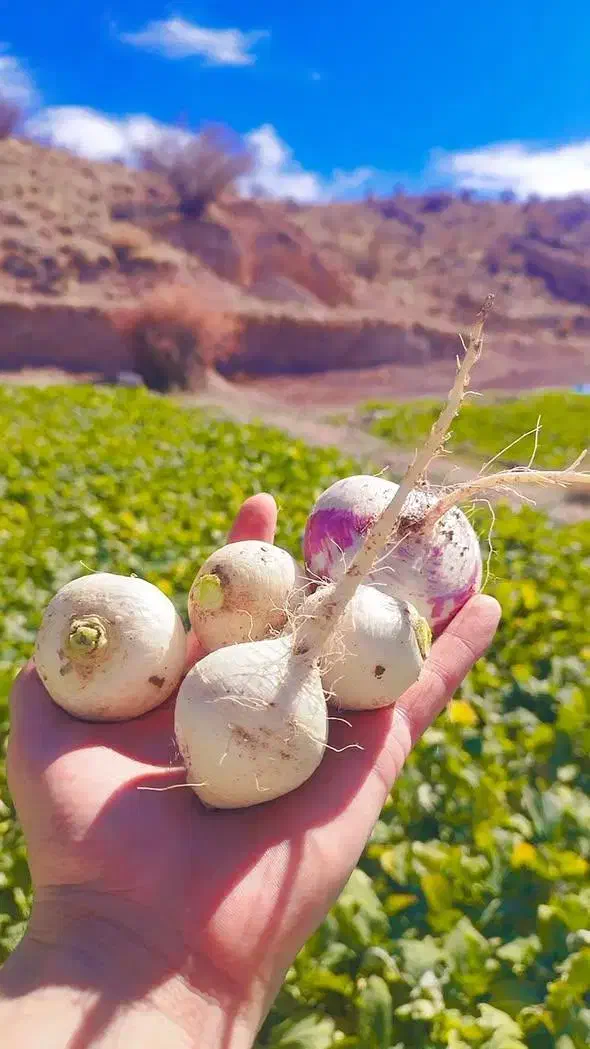 پیاز محلی گوغر کیلو ۳۵ شلغم  ۴۵ تحویل در خونه|حراج|سیرجان, |دیوار