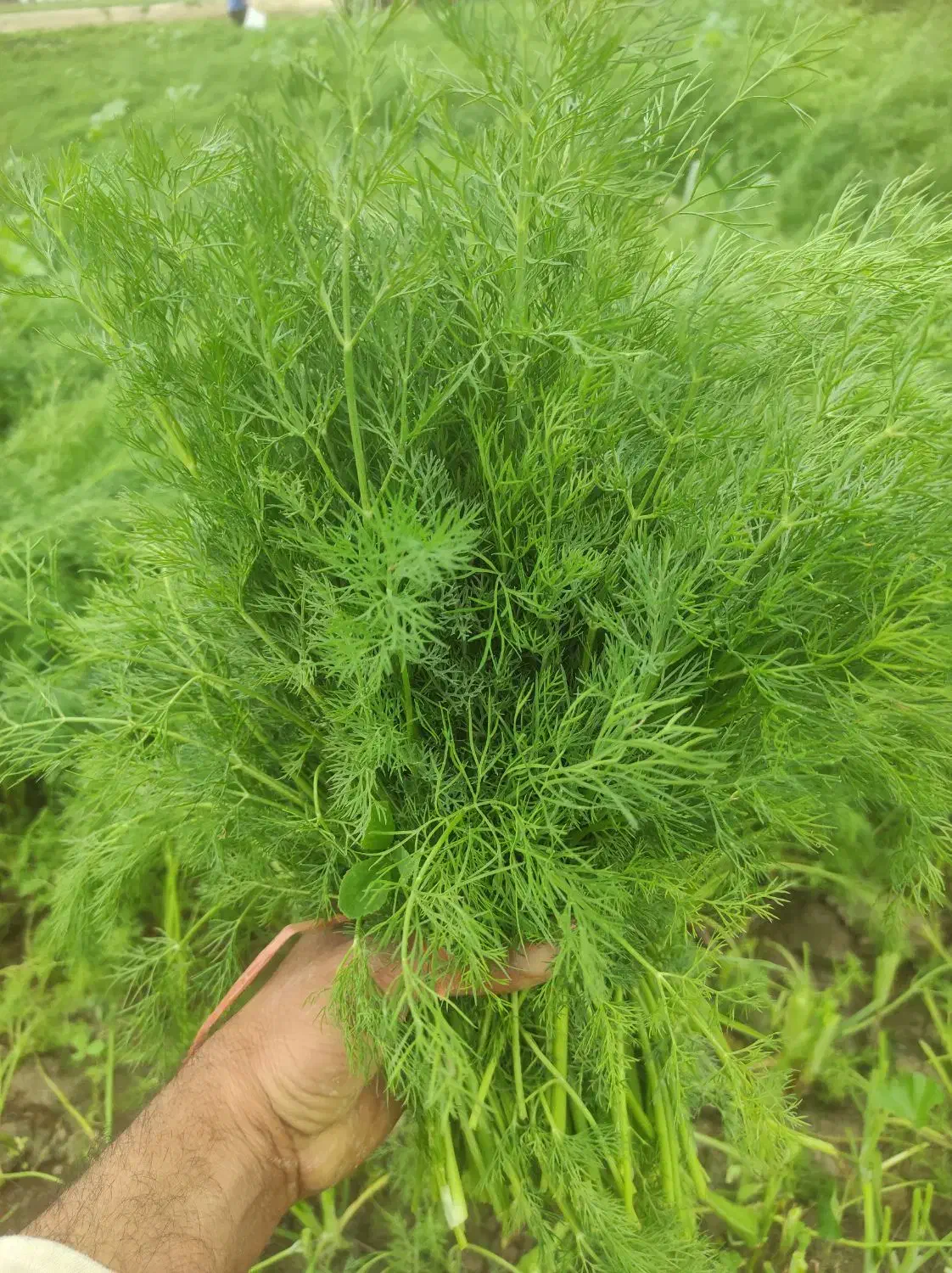 شوید|گل و گیاه طبیعی|رامهرمز, |دیوار