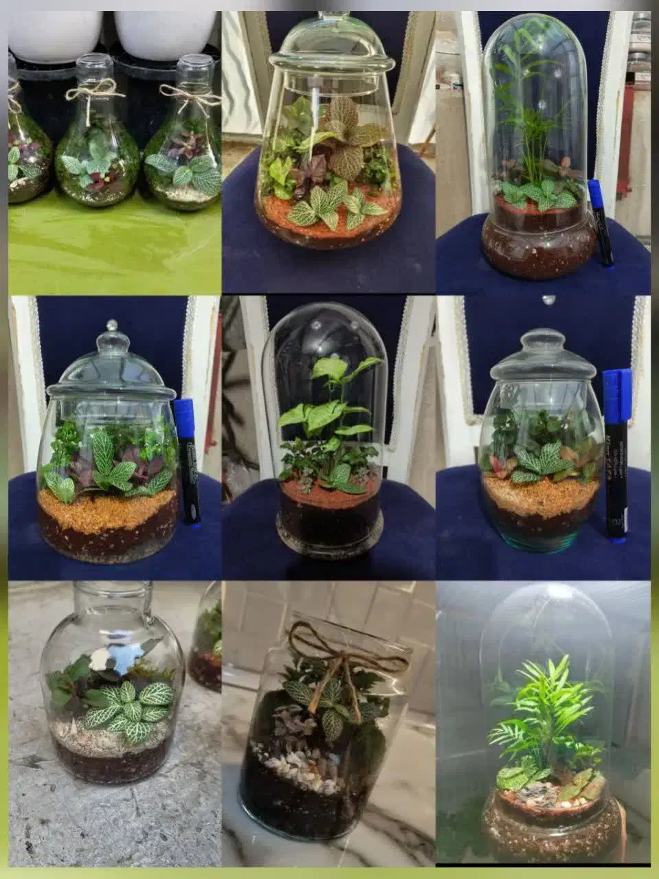 تراریوم|گل و گیاه طبیعی|تهران, افسریه جنوبی|دیوار