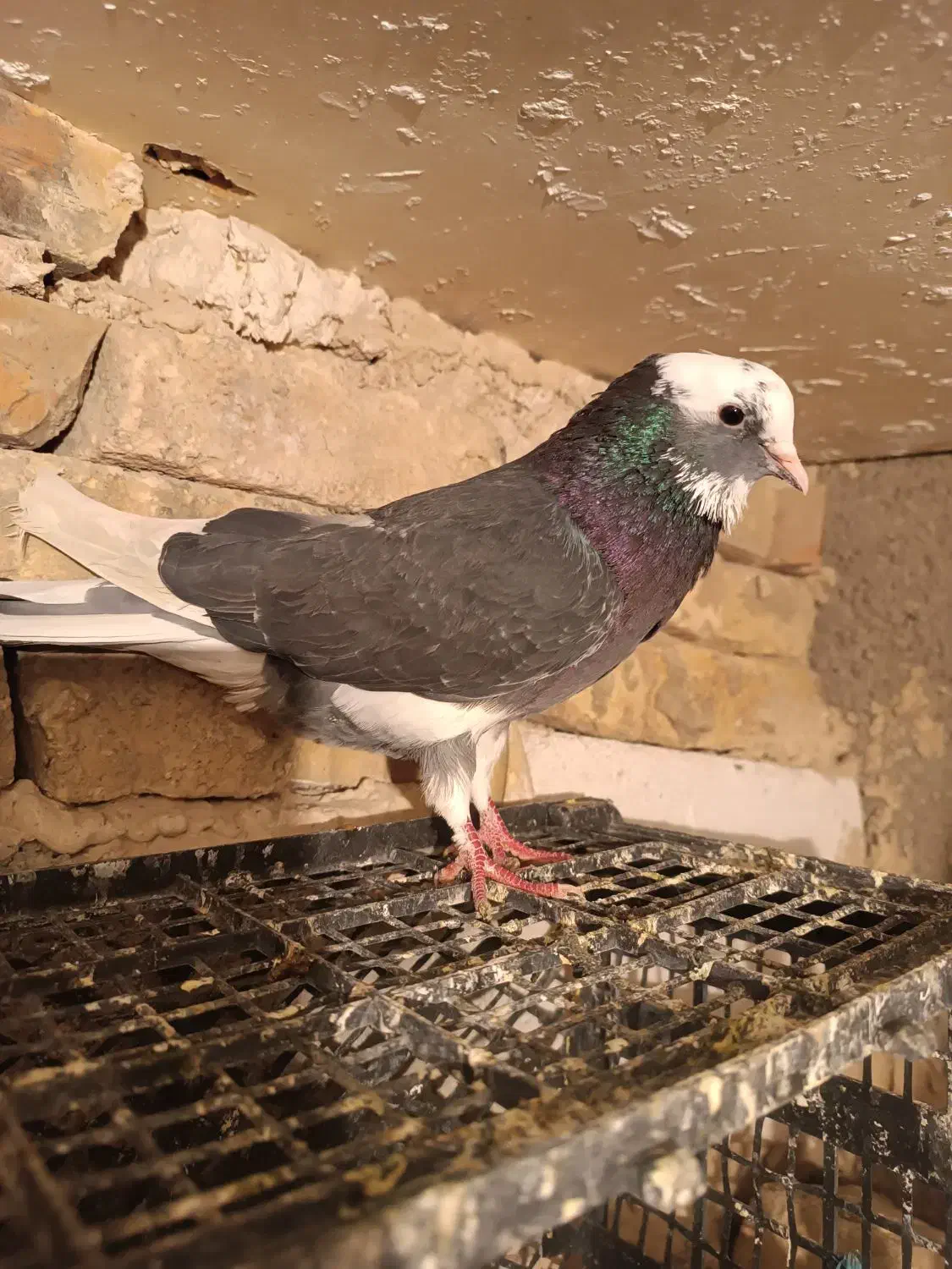 کفتزا تهران پرشی|پرنده|قرچک, قشلاق جیتو|دیوار