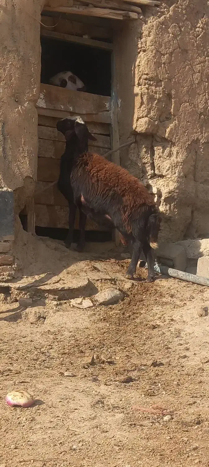 بره قوچ نژاد دار یک ساله|حیوانات مزرعه|صحنه, |دیوار