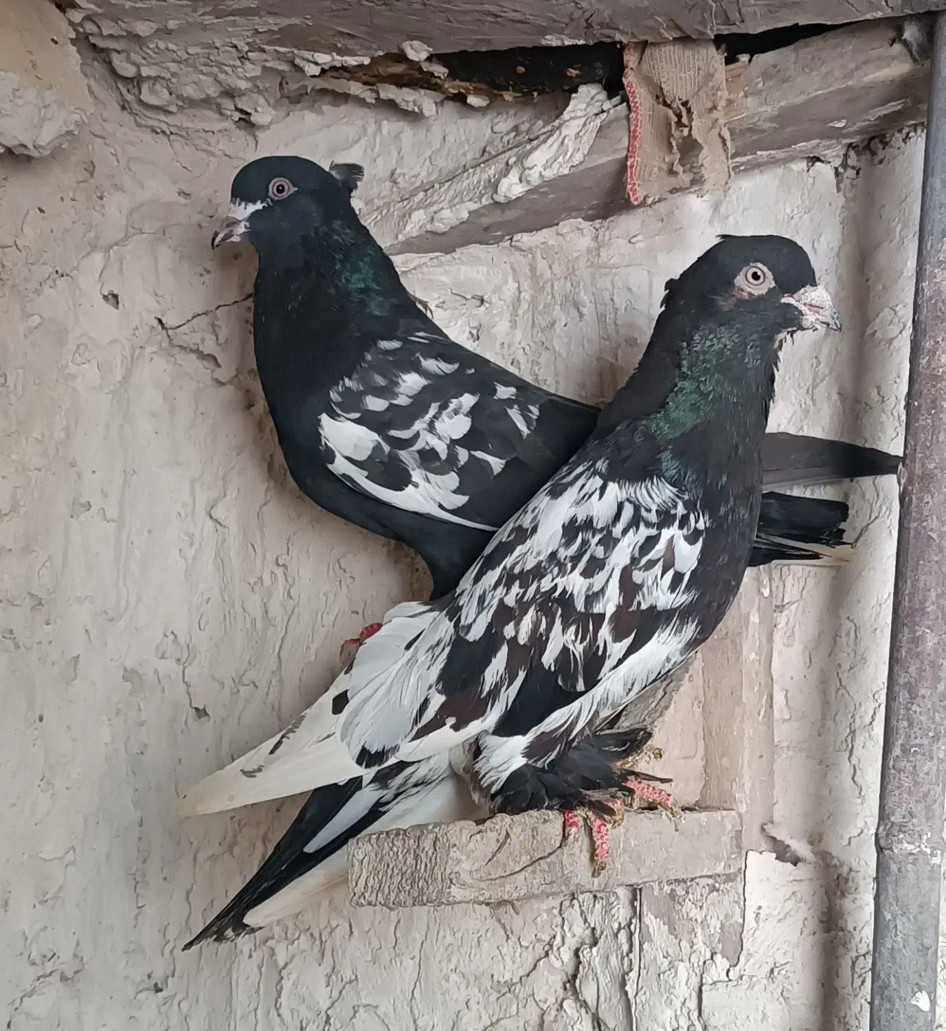 کفتر هوایی|پرنده|شیراز, گچی|دیوار