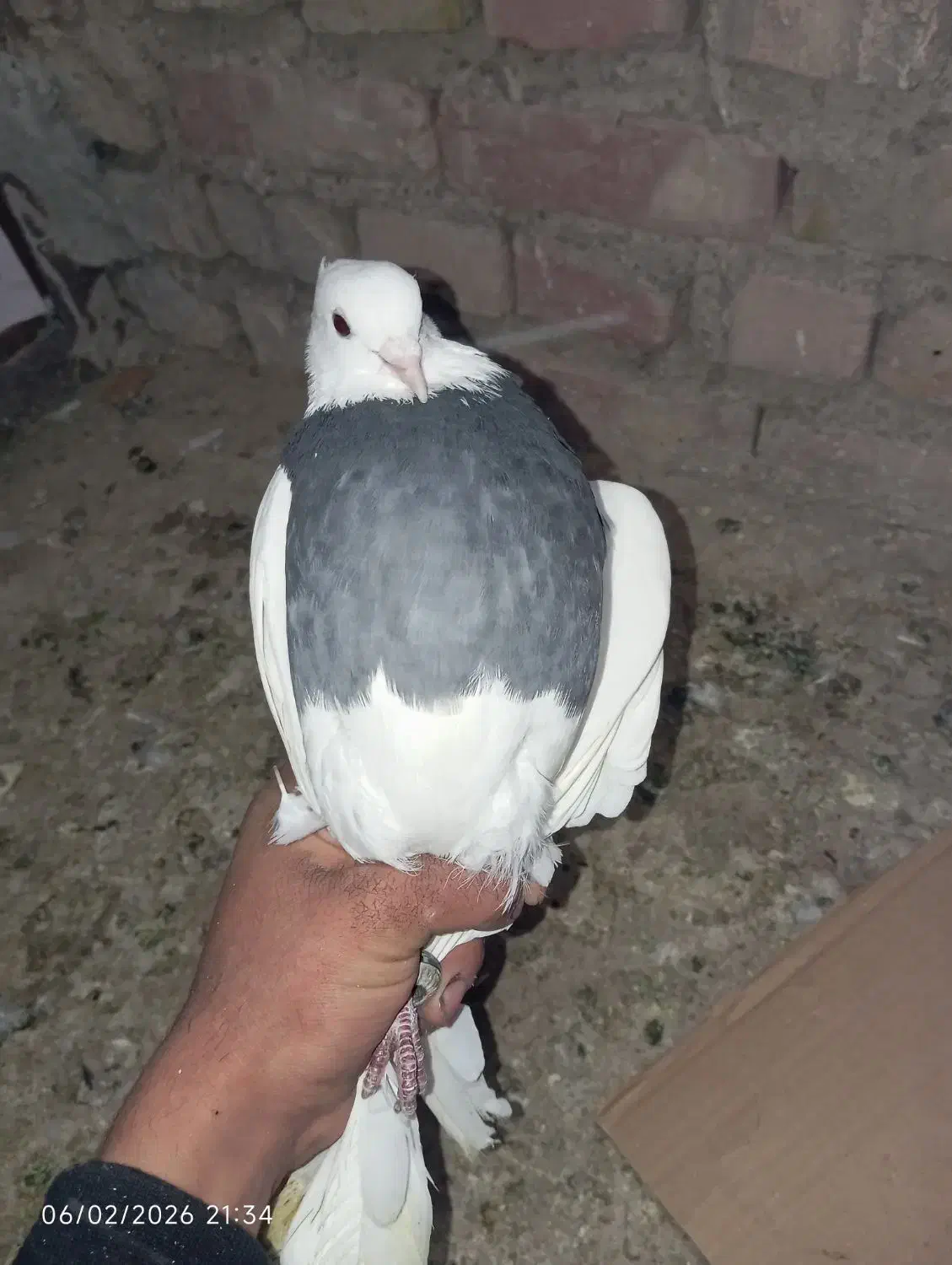 مجسمه کفتر|مجسمه، تندیس، ماکت|زابل, |دیوار