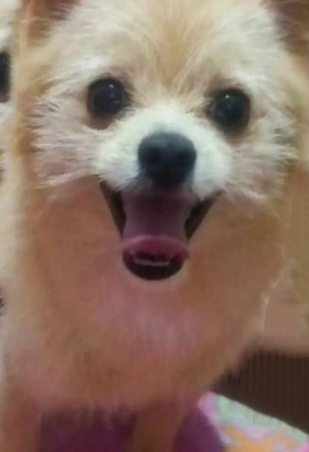 اهدایی|سگ|تهران, مولوی|دیوار