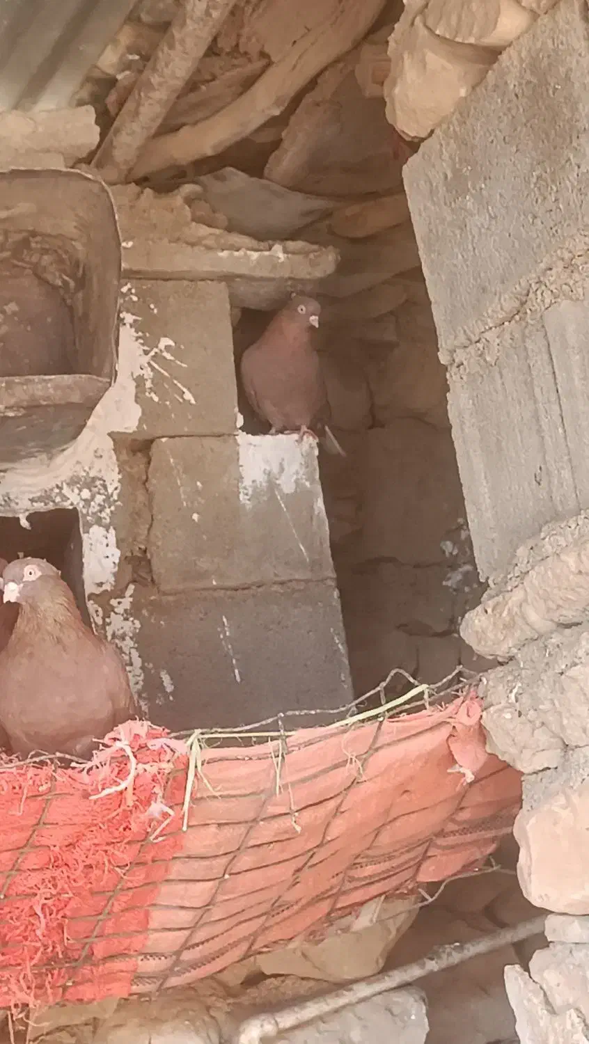 تعدادی کبوتر سرخ طوقی سرور پلاکی|پرنده|دهدشت, |دیوار