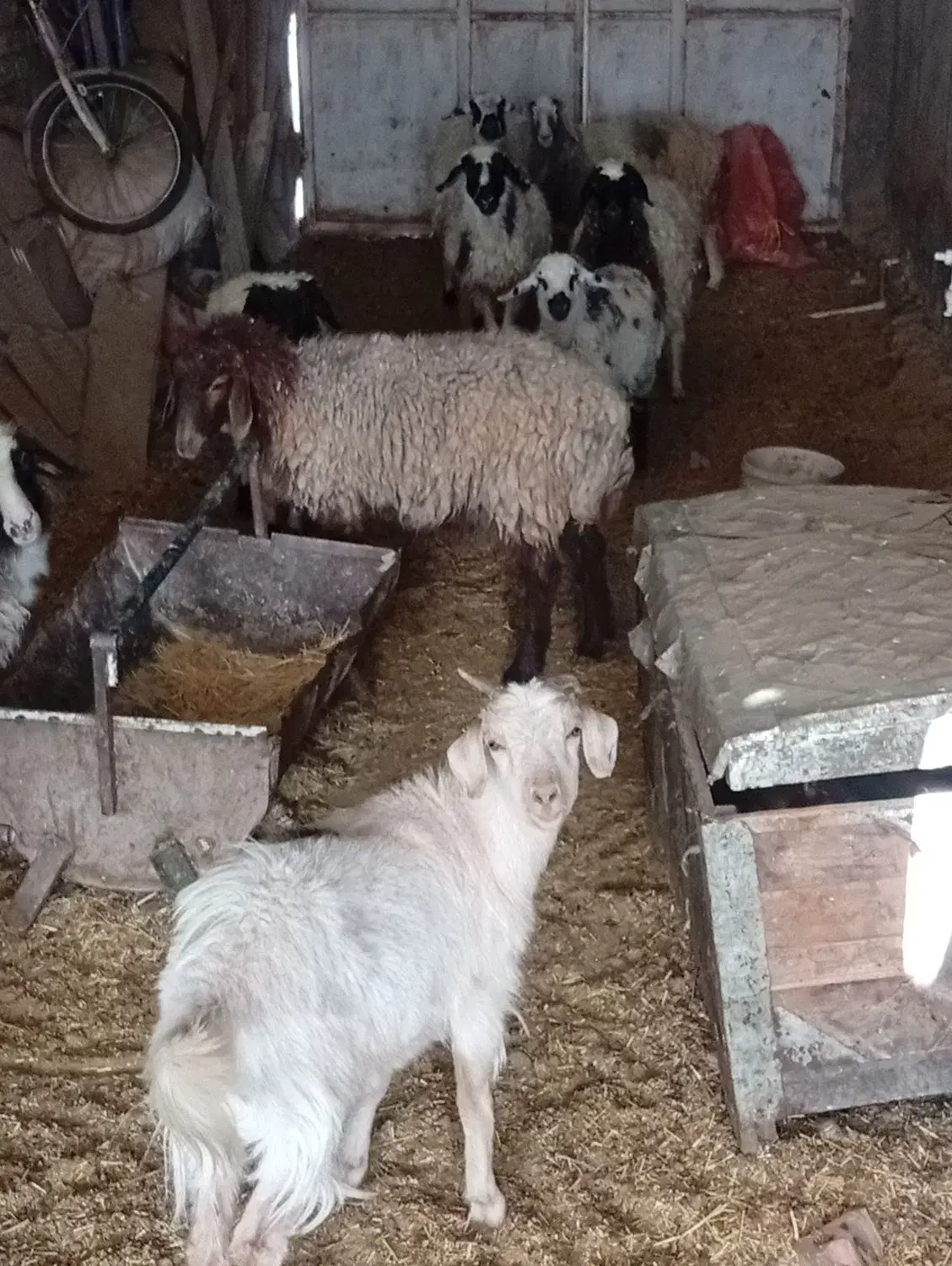 بره و کره دونه ای 12ملیون|حیوانات مزرعه|کرمان, |دیوار