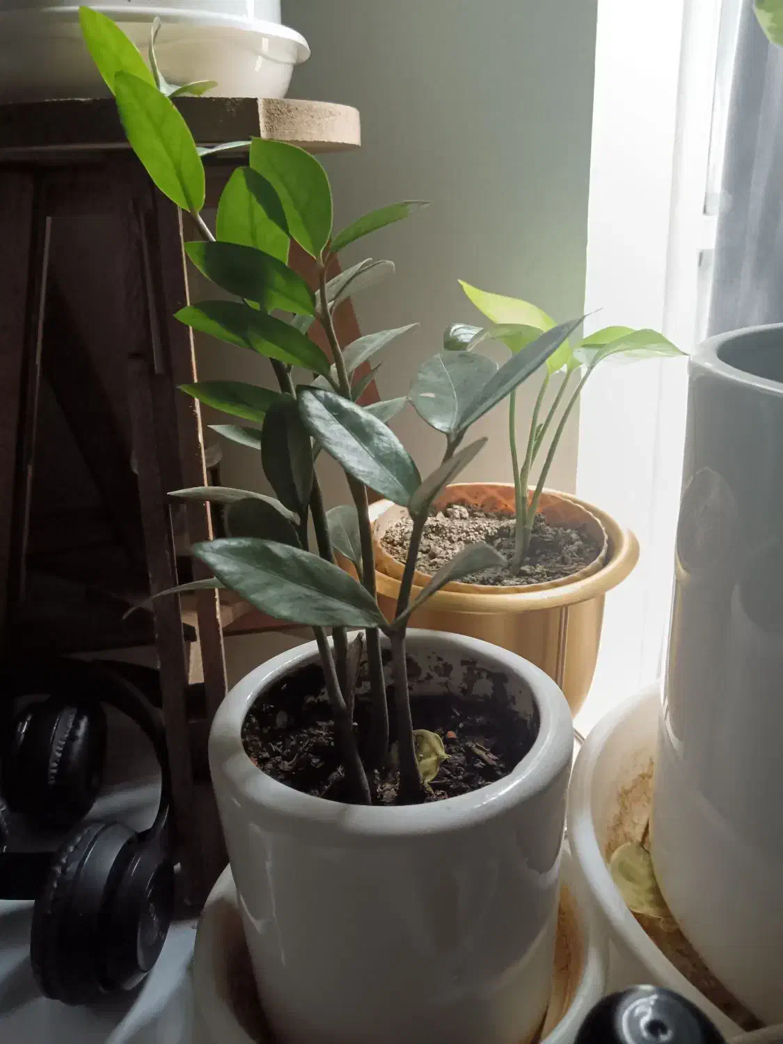 گل طبیعی زامیفولیا و سانسوریا|گل و گیاه طبیعی|شیراز, رکنآباد|دیوار