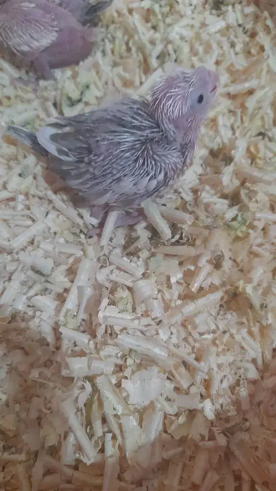 جوجه عروس سرلاکی|پرنده|شهرکرد, |دیوار