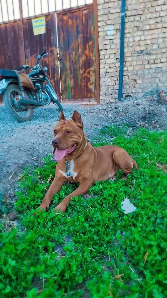 پیتبول نر آماده کشش|سگ|ابریشم, |دیوار