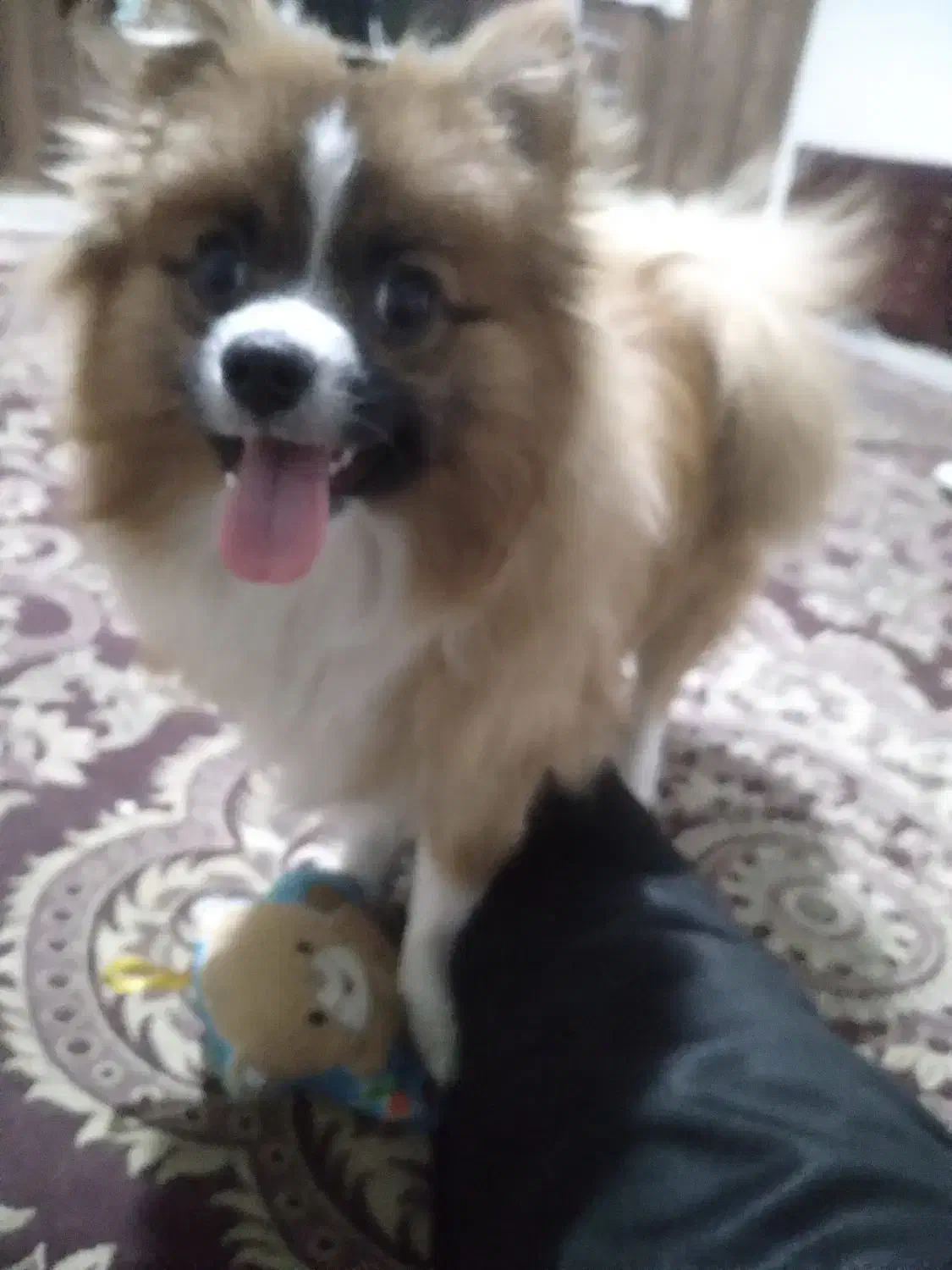 سلام پامر ۴ماه|سگ|فردیس, فردیس|دیوار