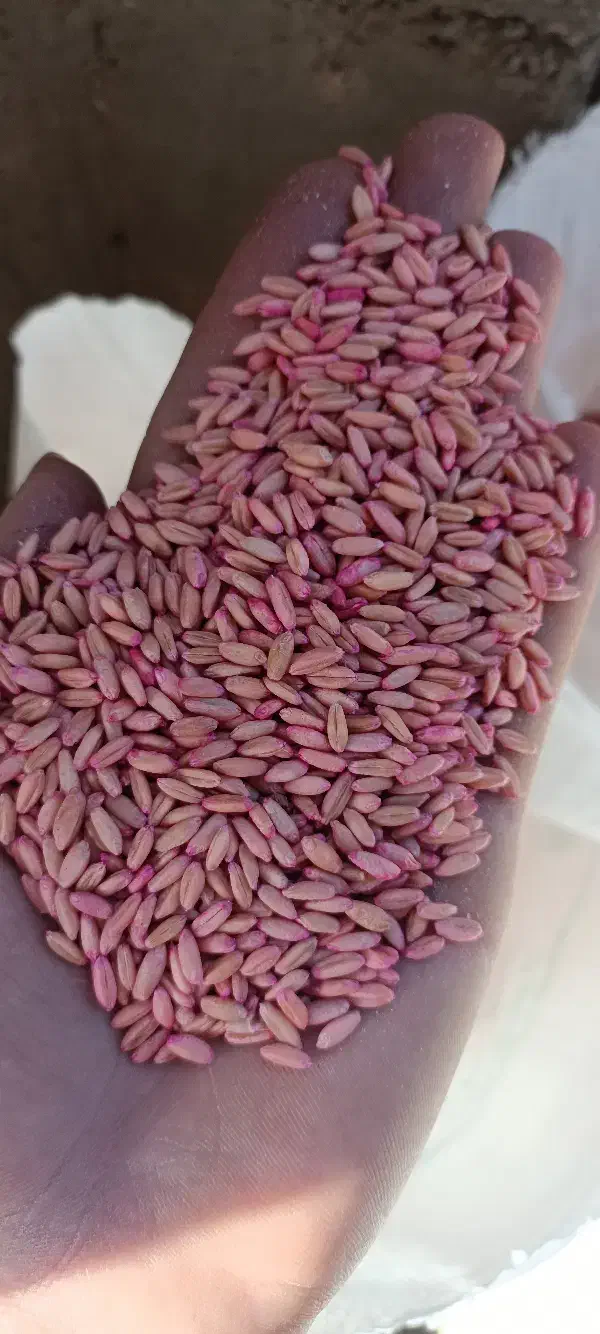 گندم بذر|لوازم جانبی حیوانات|شاهین دژ, |دیوار