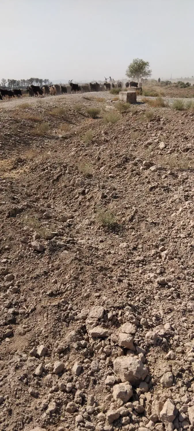 زمین دوربر تفکیک شده|فروش دفتر صنعتی، کشاورزی، تجاری|پاکدشت, پاکدشت (مامازند)|دیوار