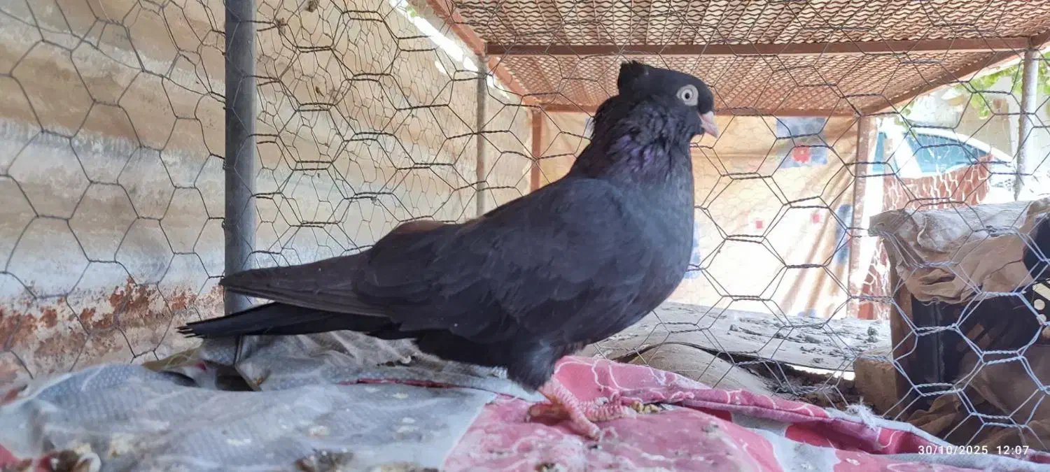 کبوترا|پرنده|جیرفت, |دیوار