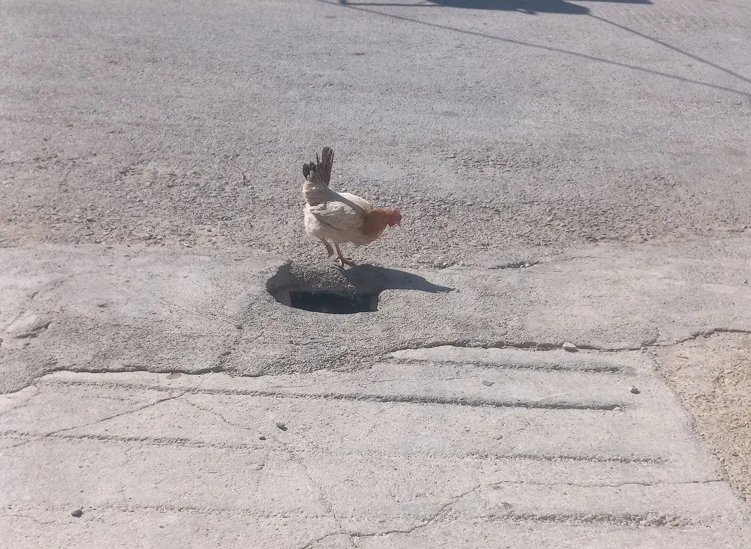 مرغ|حیوانات مزرعه|بهبهان, |دیوار