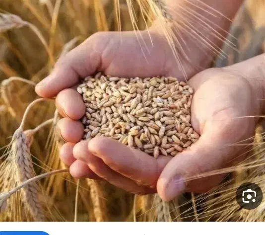 دوکیسه گندم پیشگام|عمده‌فروشی|کرمانشاه, |دیوار