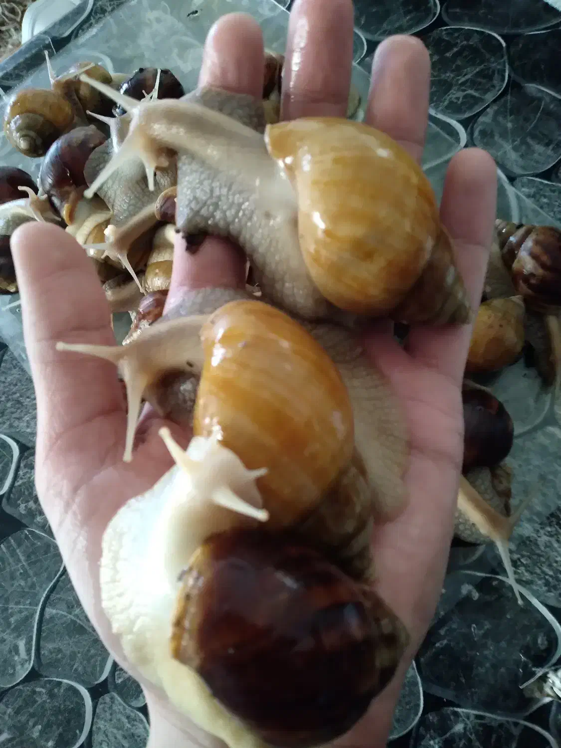 حلزون کلاژن ساز|خزنده|شیراز, دباغ خانه|دیوار