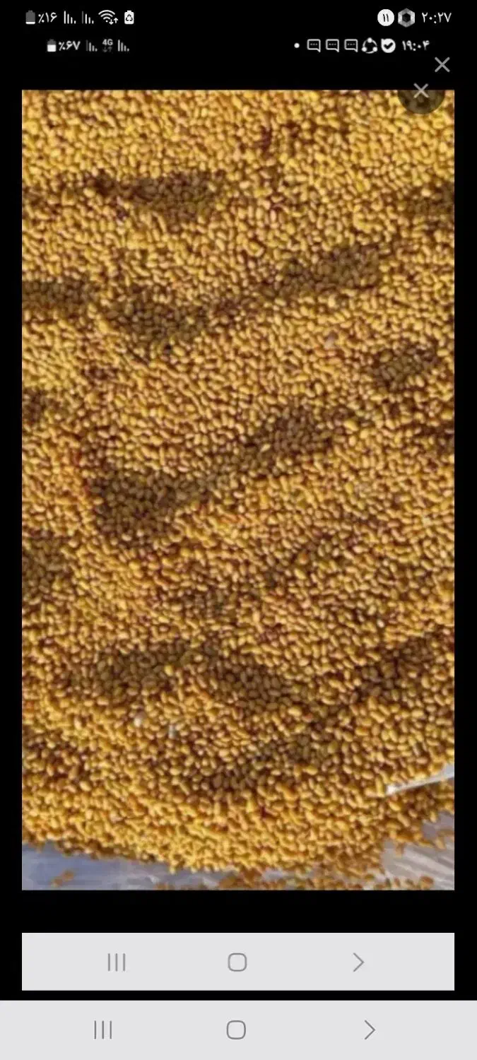 بذرینجه|گل و گیاه طبیعی|تاکستان, |دیوار