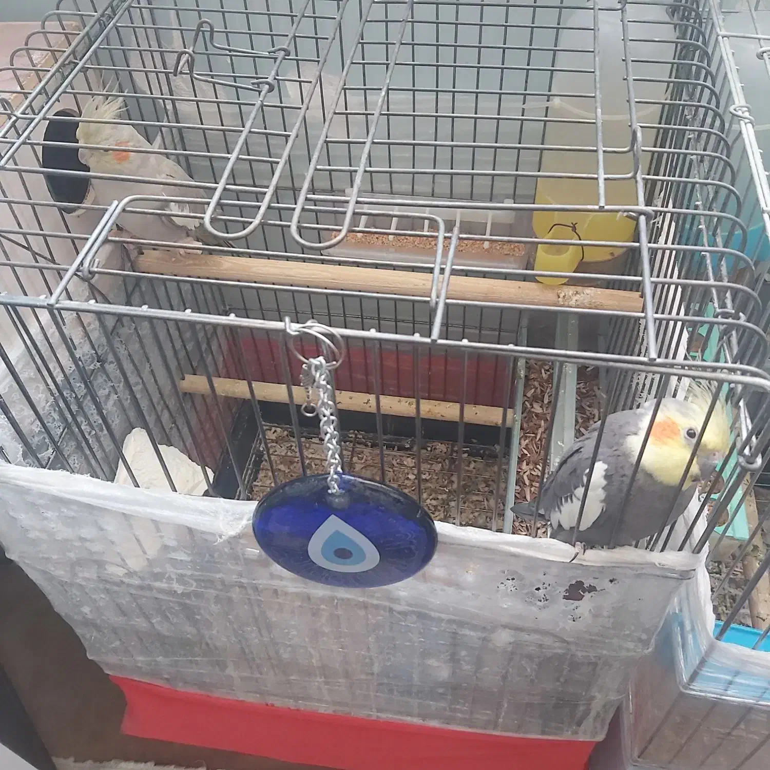 عروس هلندی مولد|پرنده|تهران, هفده شهریور|دیوار