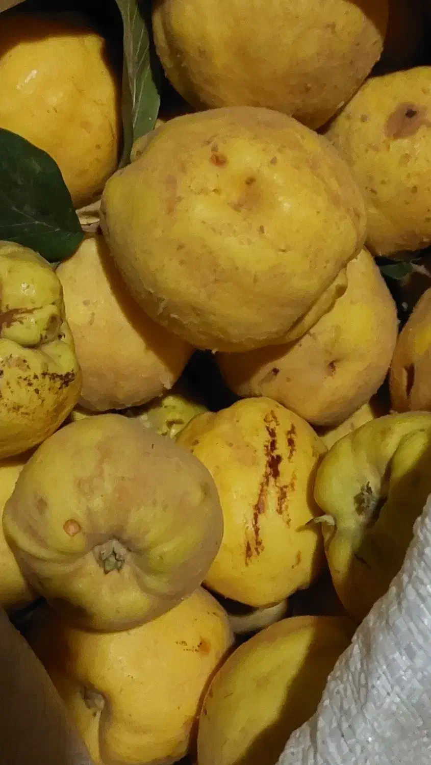 بهه محلی زرد و خوش طعم و درجه یک|خوردنی و آشامیدنی|بانه, |دیوار