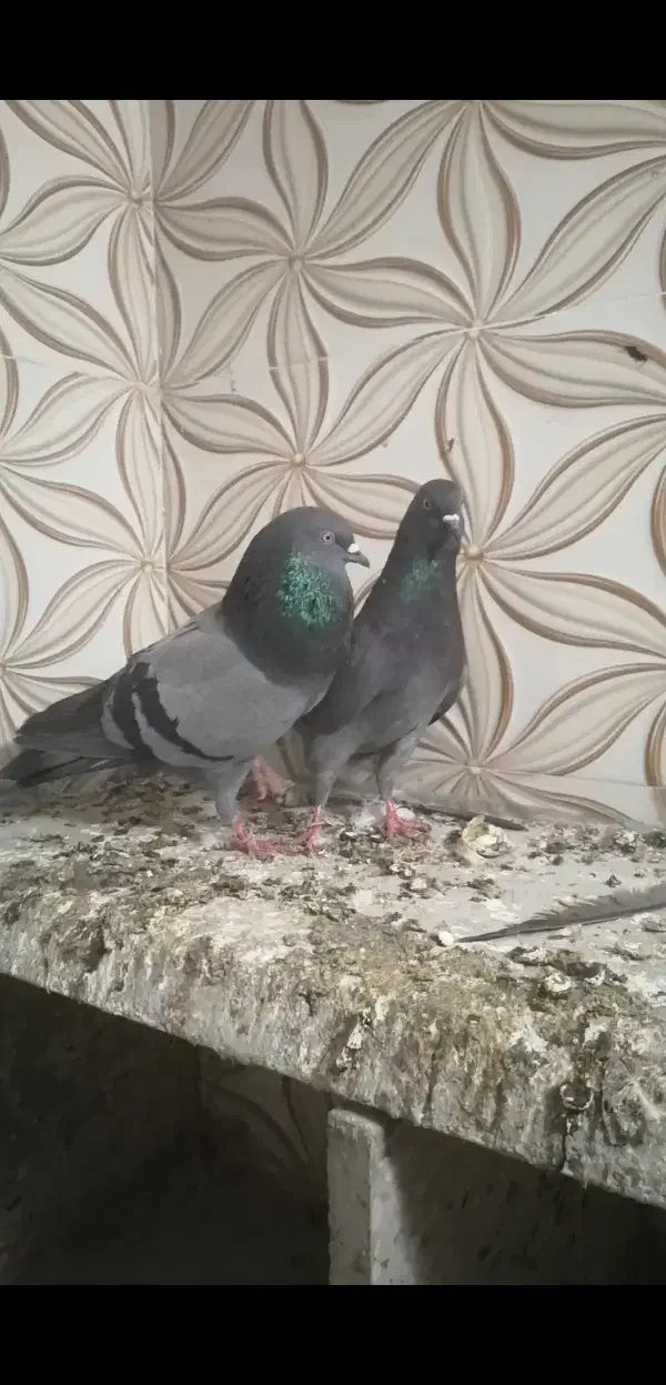 یک جفت سبز پاکستانی|پرنده|بندر گناوه, |دیوار