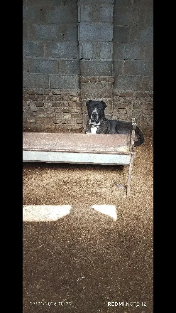 سگ گله|سگ|جغتای, |دیوار