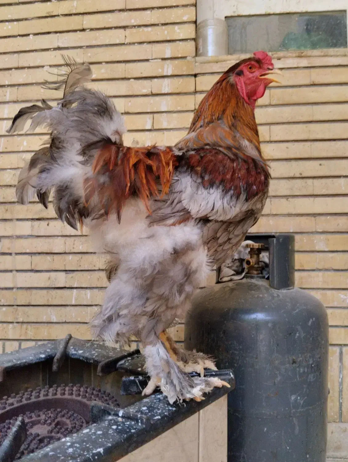 تخم مرغ نطفه دار برهما اصل لهستانی وارداتی|حیوانات مزرعه|شیراز, اصلاح‌نژاد|دیوار