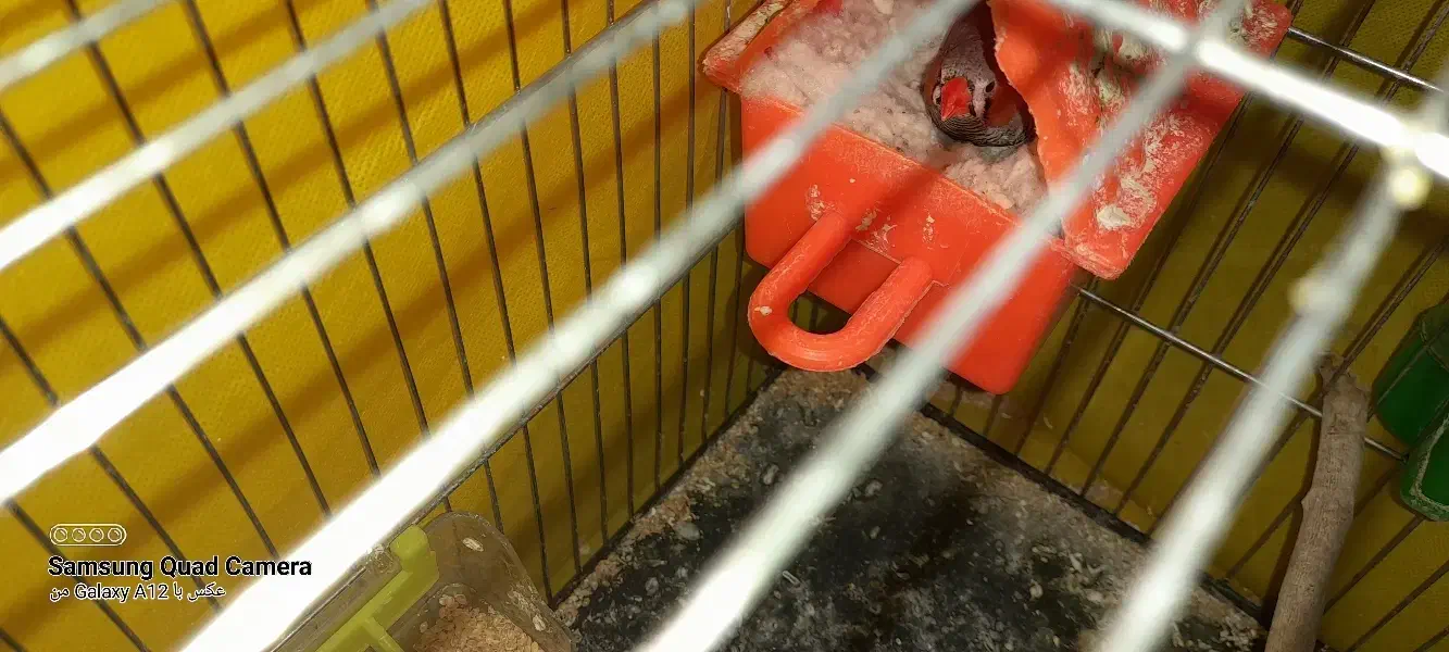 پرنده فنچ|پرنده|تربتحیدریه, اندیشه|دیوار