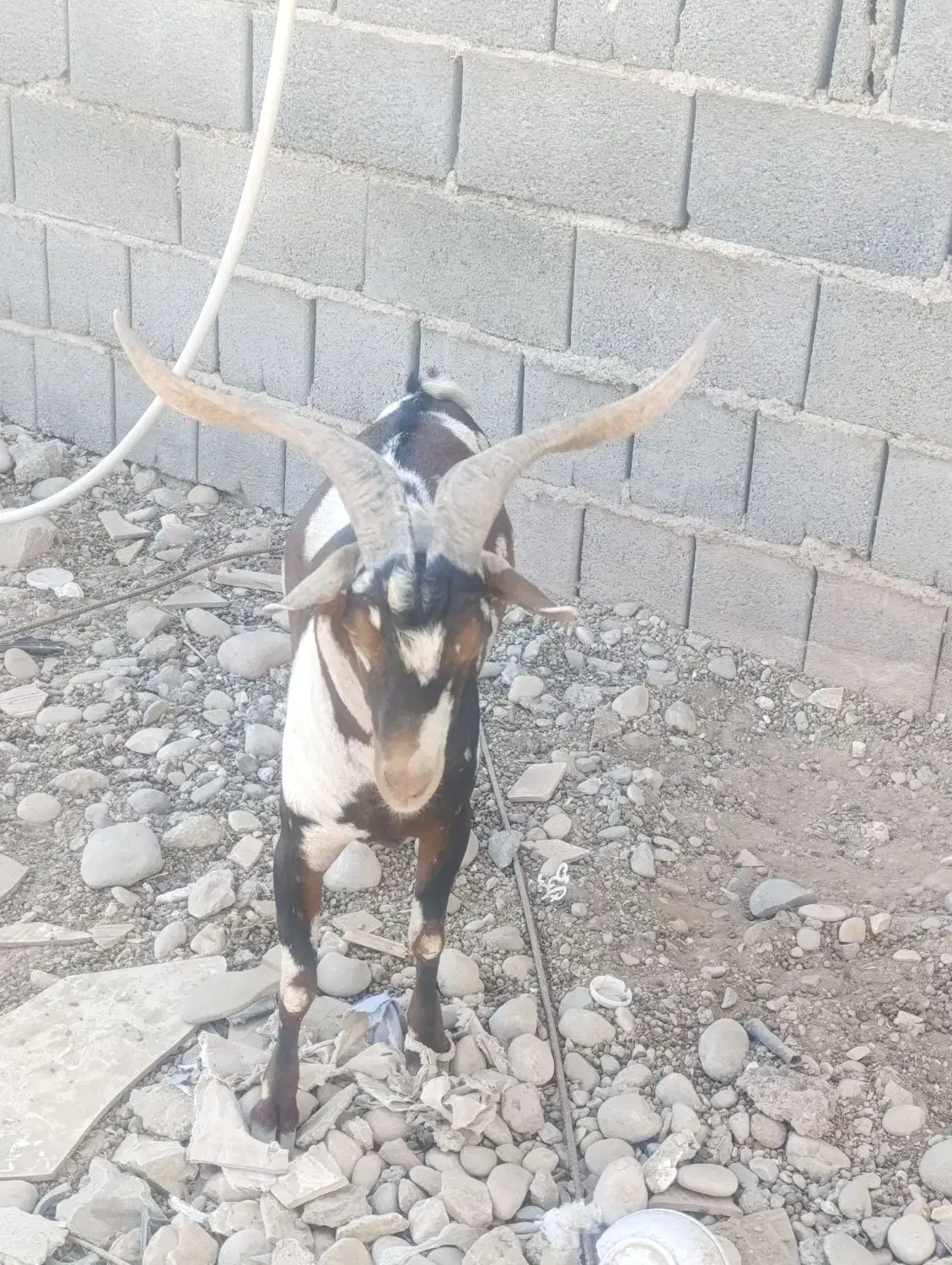 نری پَچی|حیوانات مزرعه|قلعه قاضی, |دیوار