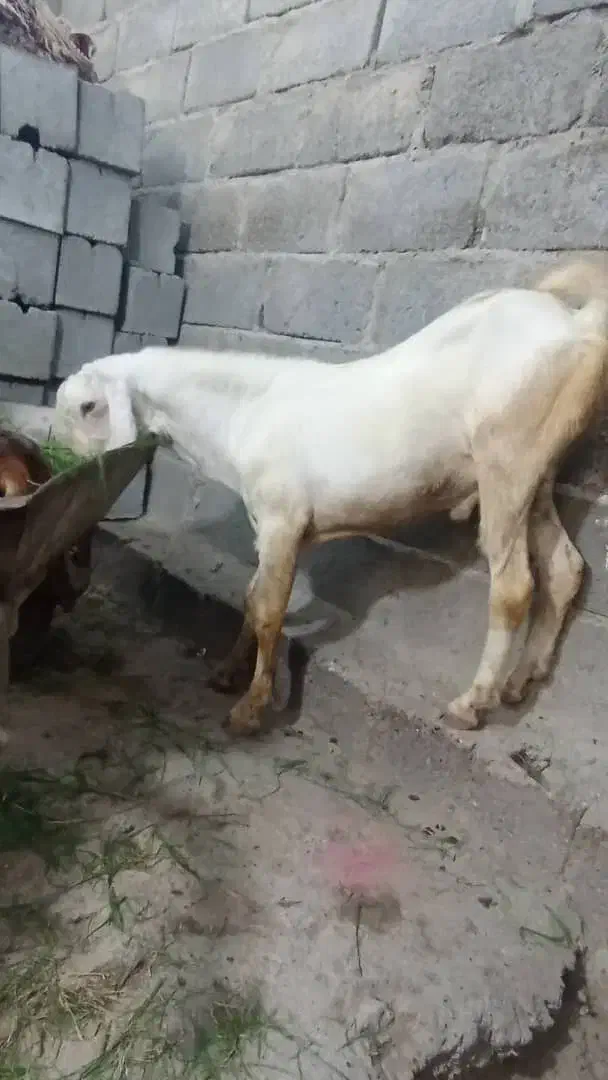 کهره نری|حیوانات مزرعه|میناب, |دیوار